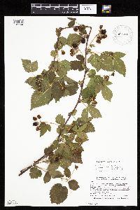 Rubus frondosus image