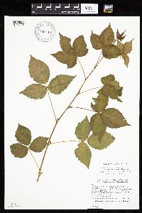 Rubus frondosus image