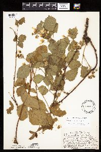 Rubus frondosus image