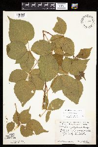 Rubus frondosus image