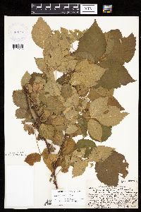 Rubus frondosus image