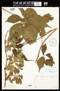 Rubus frondosus image