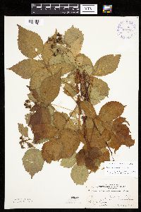 Rubus frondosus image