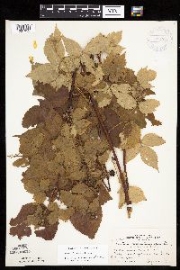 Rubus frondosus image