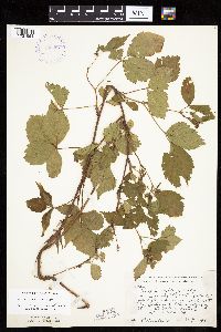 Rubus frondosus image