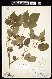 Rubus frondosus image
