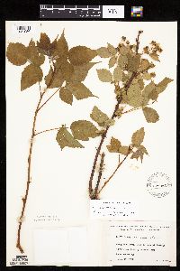 Rubus frondosus image