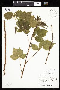 Rubus frondosus image
