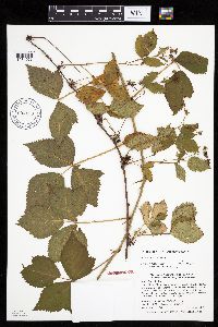 Media resource of Rubus fulleri