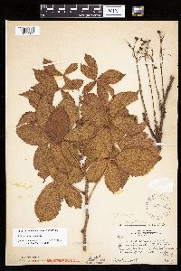 Rubus groutianus image