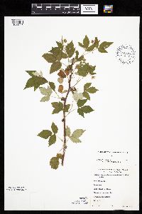 Rubus idaeus image
