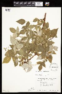 Rubus idaeus image