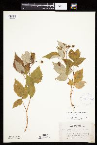 Rubus idaeus image