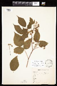 Rubus idaeus image