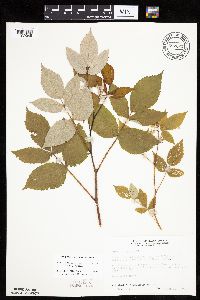Rubus idaeus image