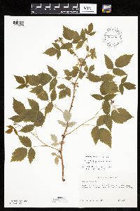Rubus idaeus image