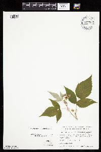 Rubus idaeus image