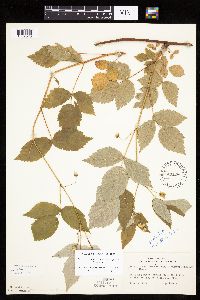 Rubus idaeus image