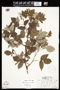 Rubus idaeus image