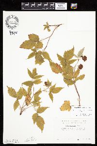 Rubus idaeus image