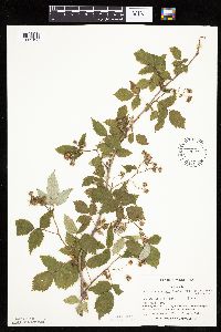 Rubus idaeus image