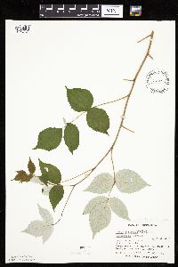 Rubus idaeus image
