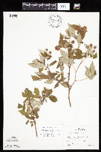 Rubus idaeus image