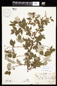 Rubus idaeus image