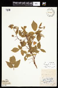 Rubus idaeus image