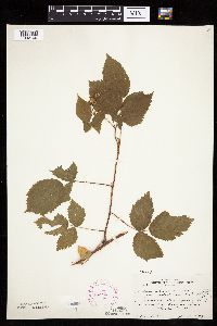 Rubus idaeus image