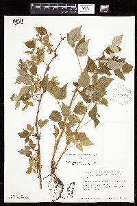 Rubus idaeus image