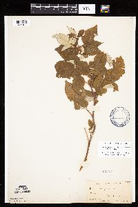 Rubus idaeus image