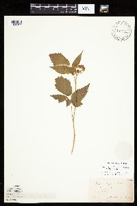 Rubus x neglectus image