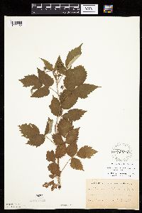 Rubus x neglectus image