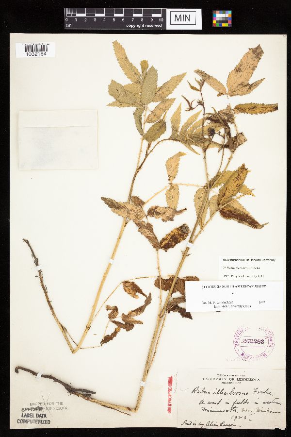 Rubus illecebrosus image