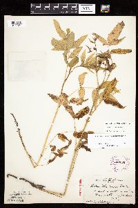 Media resource of Rubus illecebrosus