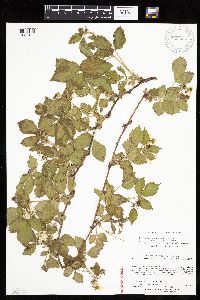 Media resource of Rubus ithacanus