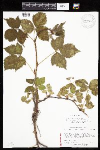 Rubus ithacanus image