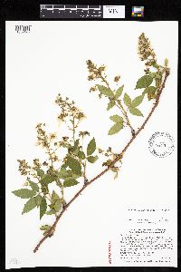 Rubus ithacanus image
