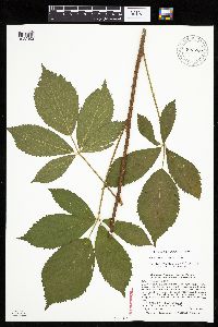 Media resource of Rubus missouricus
