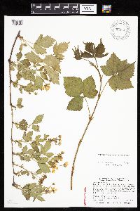 Media resource of Rubus multifer
