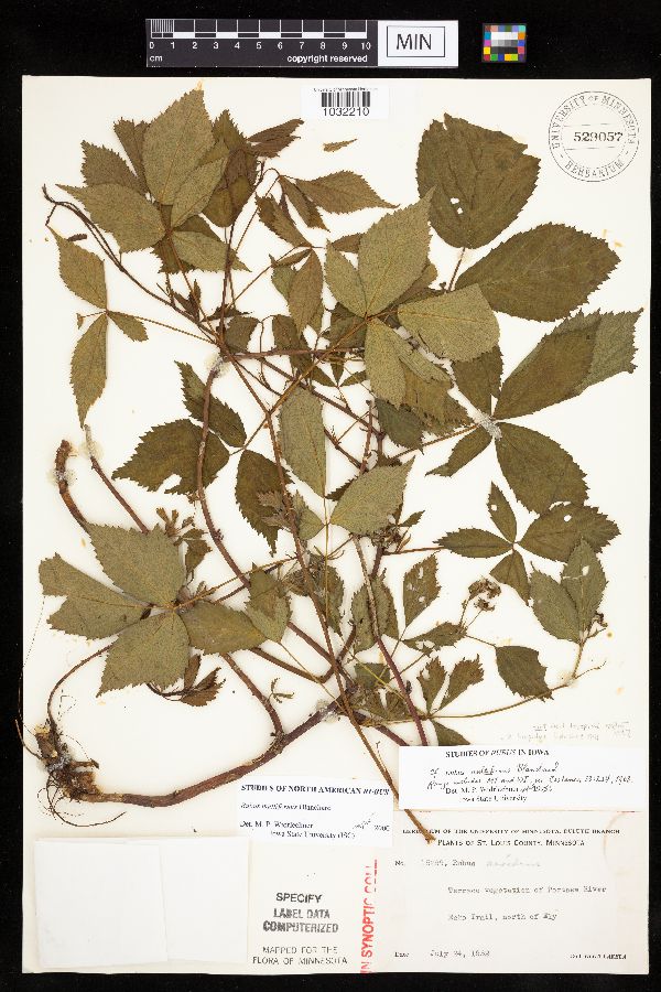 Rubus multiformis image