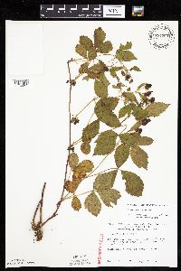 Rubus multiformis image