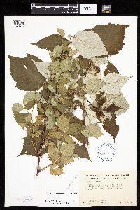 Rubus x neglectus image