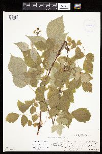 Rubus x neglectus image