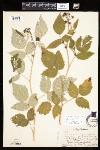 Rubus x neglectus image