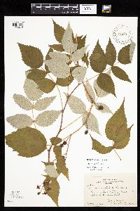 Rubus x neglectus image