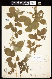 Media resource of Rubus x neglectus