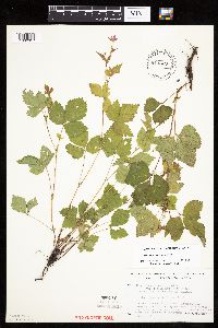 Rubus x paracaulis image