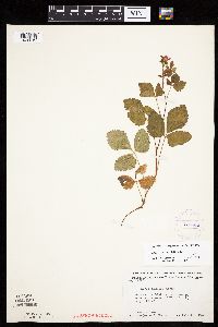 Rubus x paracaulis image